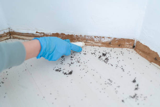 Best Rat Extermination Near Me  in Duncanville, TX
